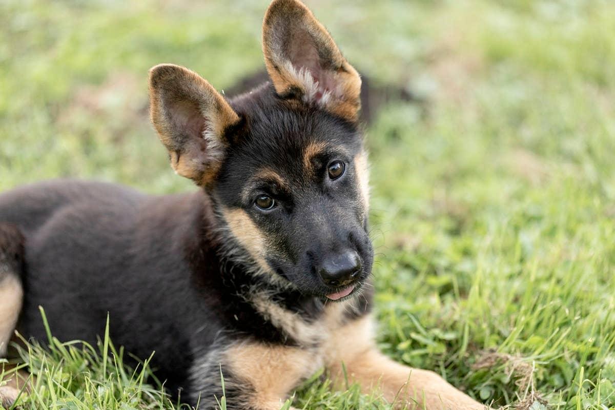  A well-trained puppy that matches well with a person with an August birth month.