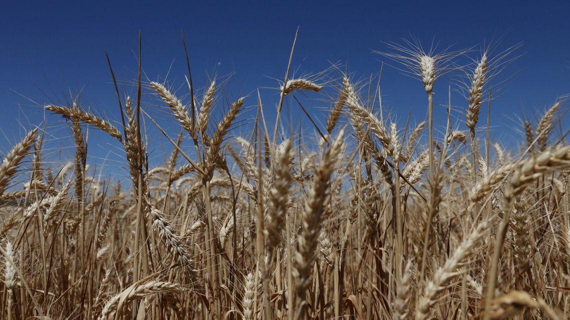 Immigration crackdown puts Australia's wheat harvest at risk, industry groups say 