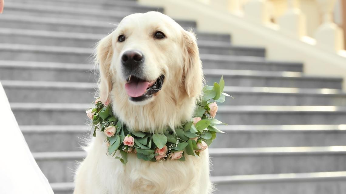 Golden Retriever Meets His Neighbor and Decides They're Getting Married 