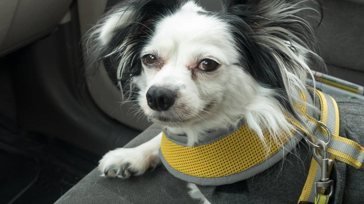 A black and white Papillon dog sits on the front seat of a car.