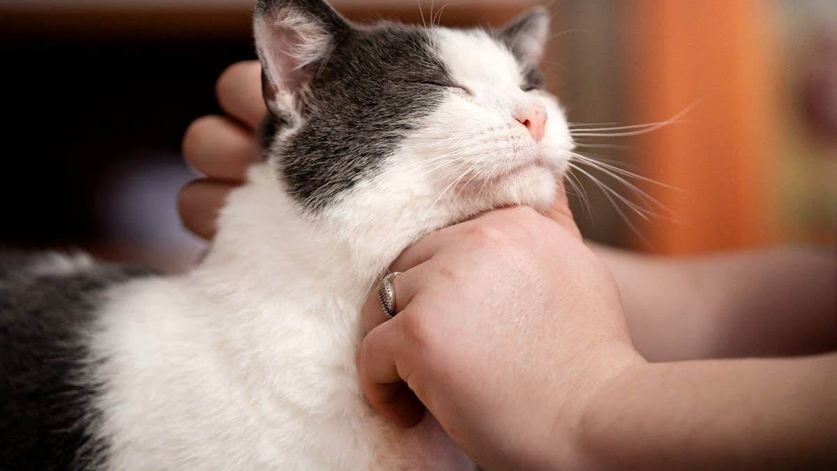 A cat being affectionate and showing subtle behaviors that they love a person. 
