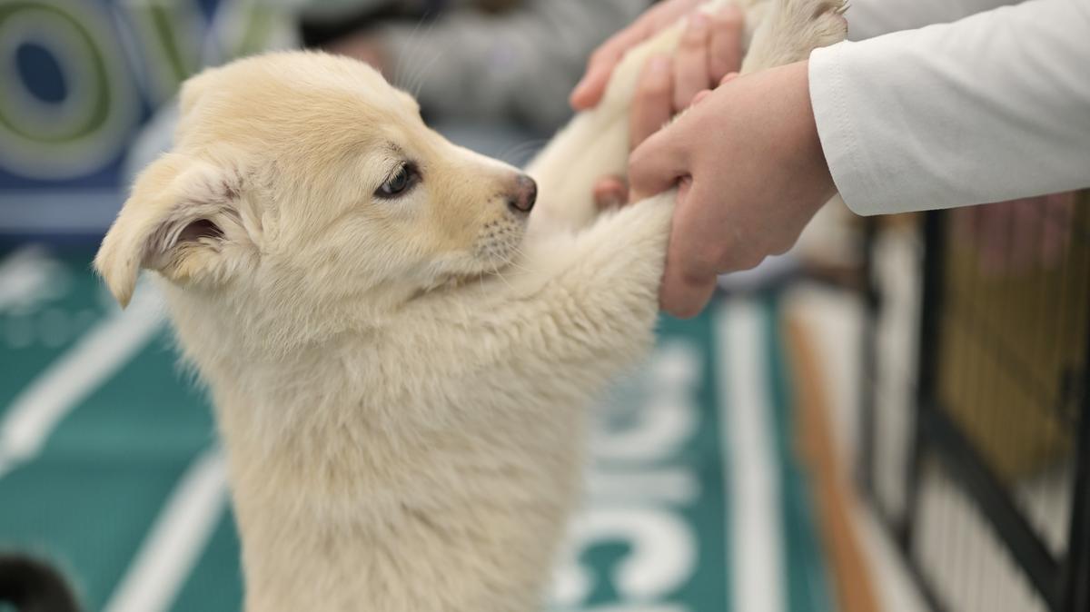 A traveler greets a puppy at Denver International Airport in Denver on Feb. 6, 2026. DIA and the Denver Animal Shelter hosted the annual DEN Puppy Bowl in the Jeppesen Terminal. (Hyoung Chang/The Denver Post/TNS)