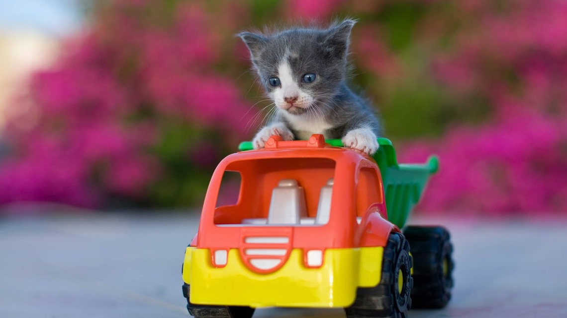 Parade of Foster Kittens Stumble Out of ‘Magic Portal' Like It's a Clown Car
