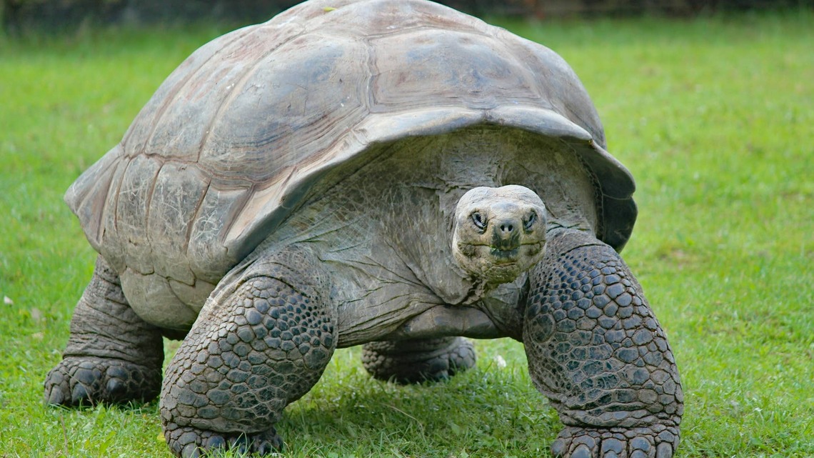 100-Year-Old Galápagos Tortoise 'Attends His First Concert,' and the Video Will Warm Your Heart 