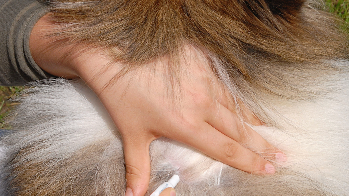 Vet Reveals the 'Coffee Grounds' Trick to Spotting Fleas Instantly-and It's Actually Genius 