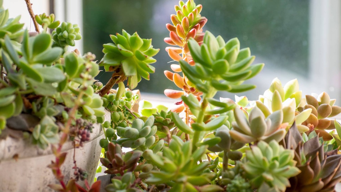Indoor Succulent Gardens Are Making a Comeback-Here's How to Create One That Actually Thrives 