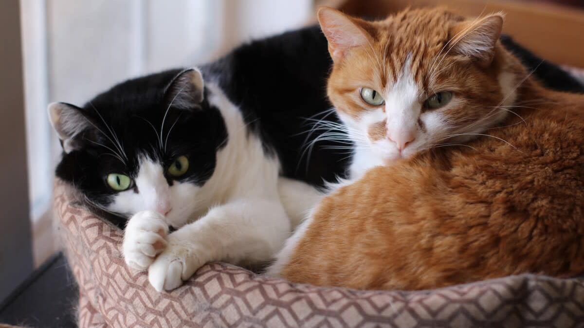An Orange Cat and a Tuxedo Cat sharing a bed.
