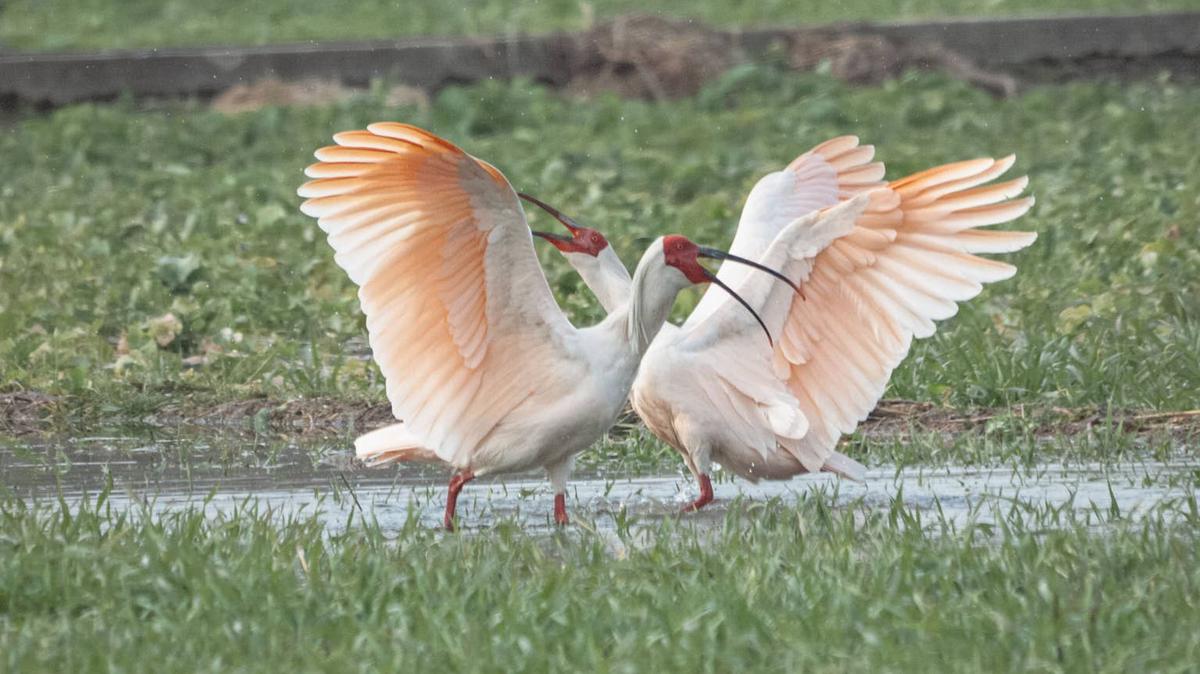 Two crested ibises with their wings out. 
