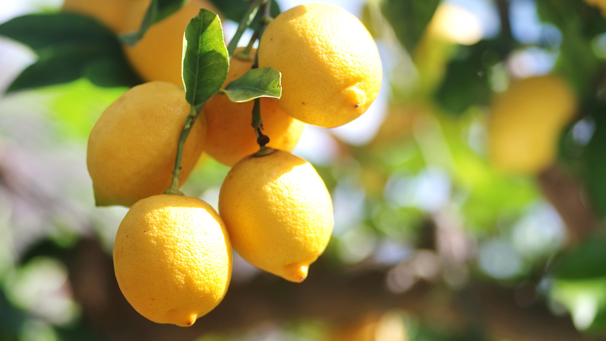 yellow lemons hanging on branch