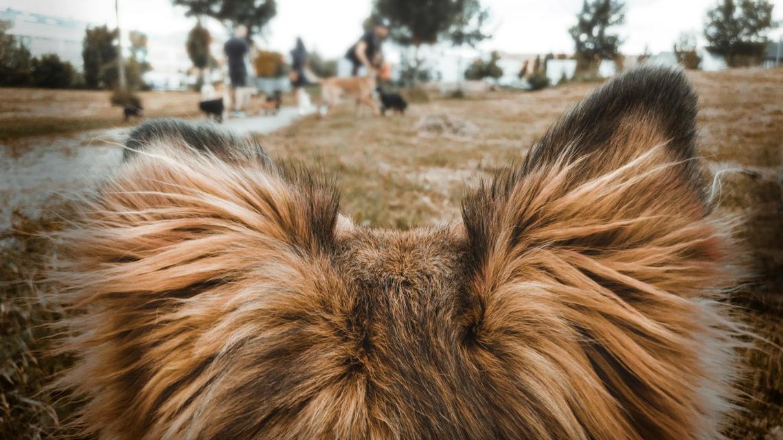 Rare Pit Bull With Fluffiest Ears in All the Land Looks Out of a Storybook 