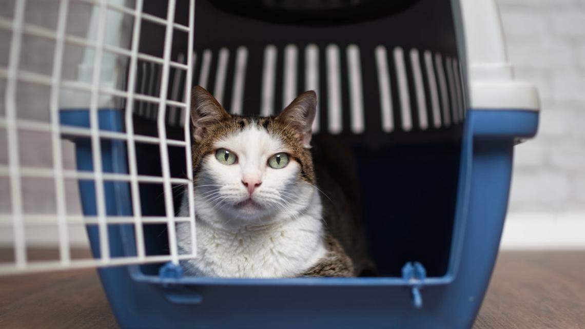 How Did a Cat Return to Her Mom After Six Years Missing? One Tool Made It Possible 