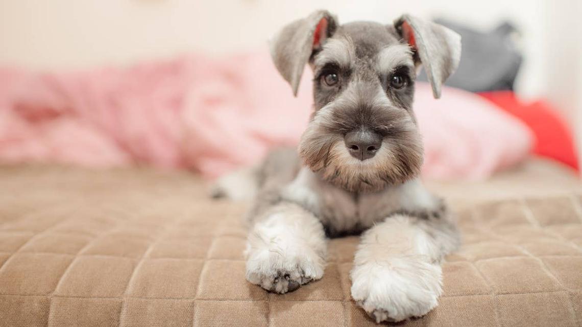  A tiny Miniature Schnauzer laying on a bed.