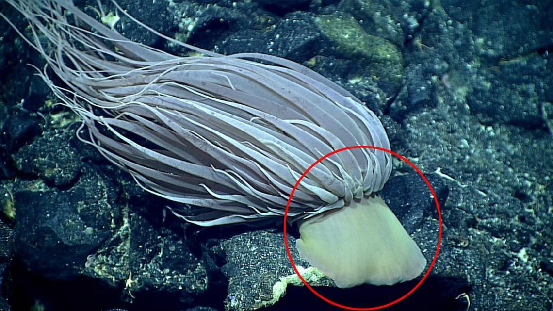  The mysterious golden mass is a remnant of the dead cells that formed at the base of a giant deep-sea anemone. (NOAA Ocean Exploration via SWNS) 