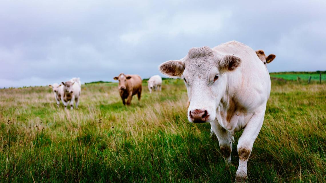 People Are Cracking Up Over These Cows Vibing to Their Favorite Songs 