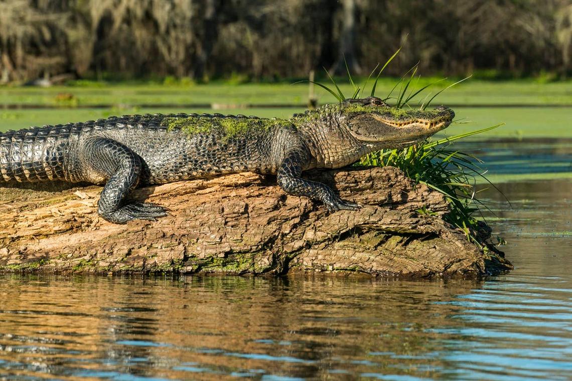  Lake Martin is crawling with gators. 