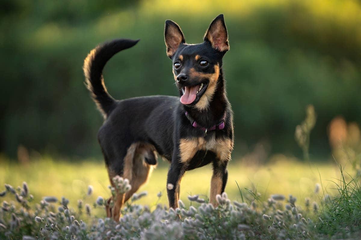  A cheerful and high-energy dog breed exploring outside.
