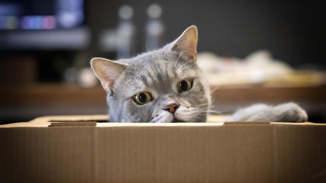 Gray Cat Offers Microneedling Facials With Zero Training and Full Confidence 