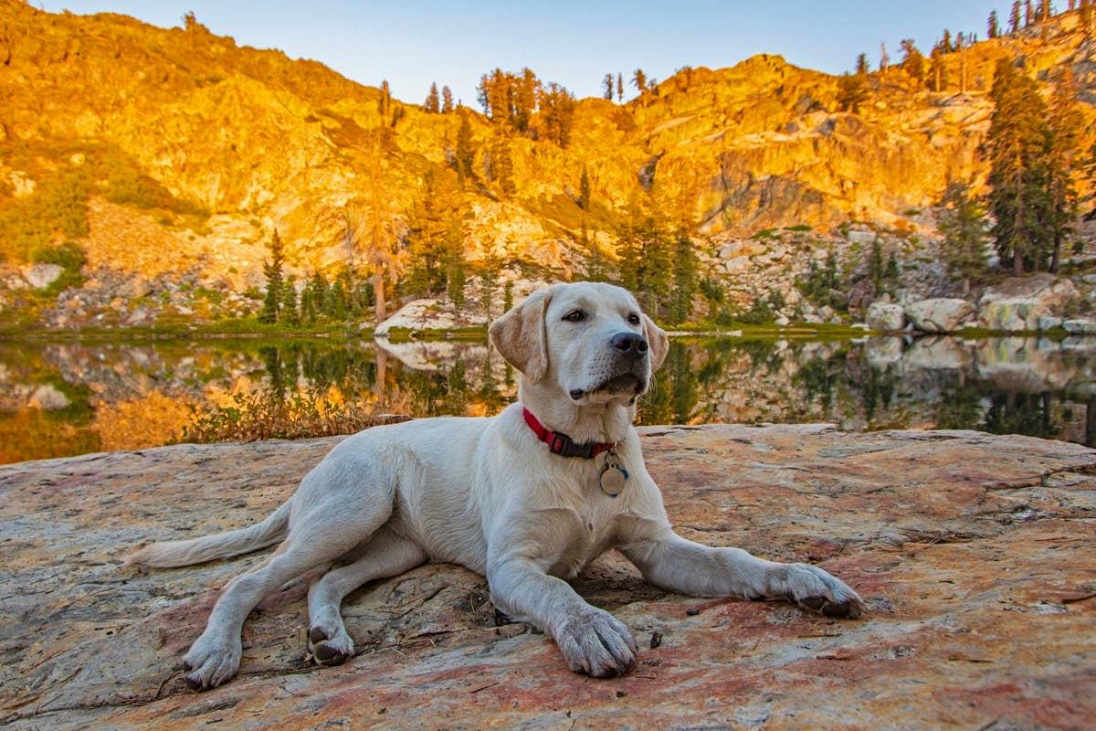  A dog resting by a lake on its hike. 
