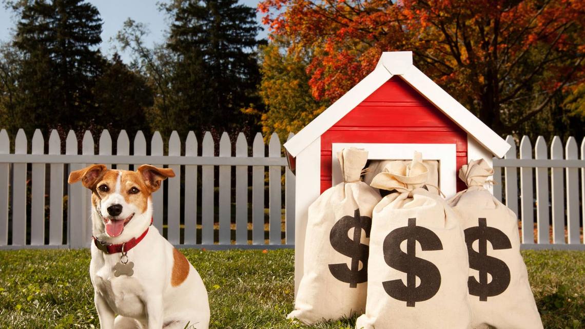 One Dog Parent Could Soon Be $100,000 Richer Thanks to Their Pup 