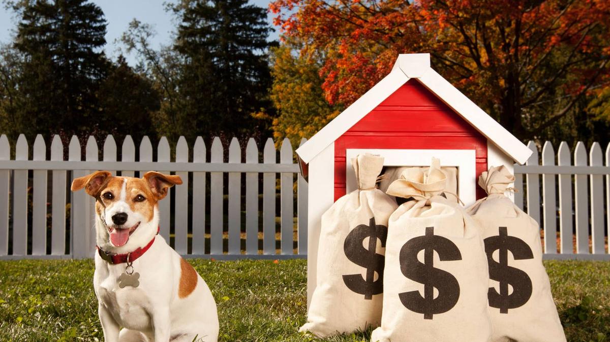 Jack Russell Terrier with money bags and dog house.