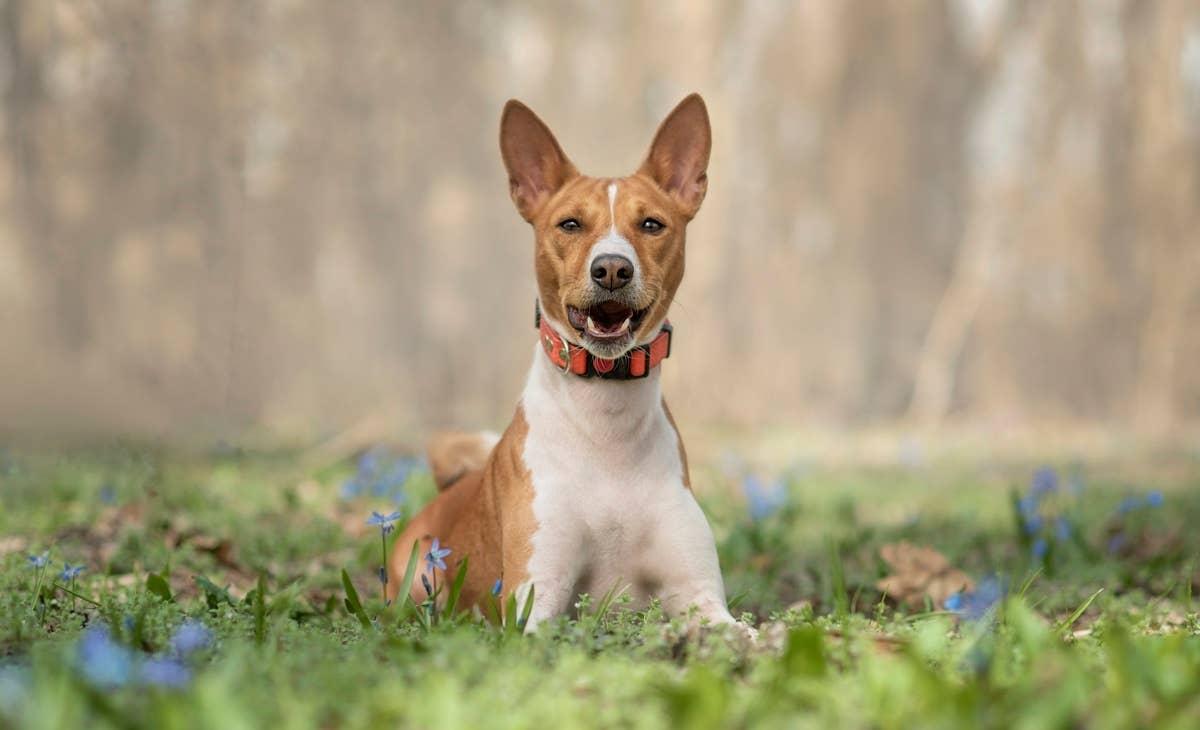  One of the top dog breeds for singles, the Basenji rests in the grass.
