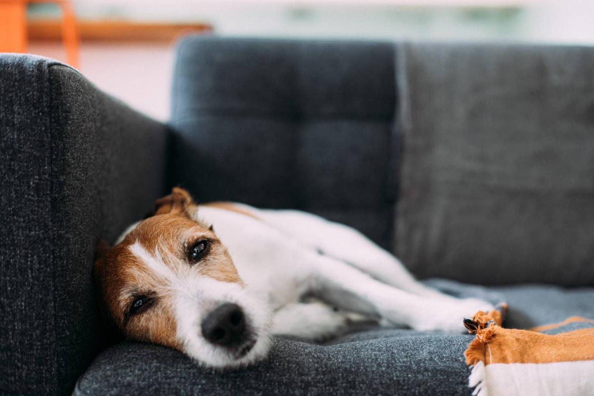  Parson Russell Terrier lying on sofa.