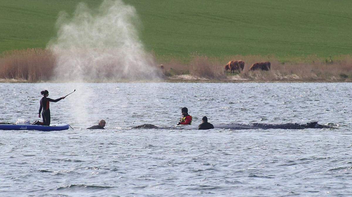 People stand close to a stranded humpback whale in the Wismarer Bucht bay of the Baltic Sea off the island of Poel, northern Germany, on April 27, 2026. The 44-foot humpback whale's ordeal first began in late March 2026 when it was spotted stuck on a sandbank near the city of Luebeck. It first freed itself only to become stuck again further east along the German coast.
