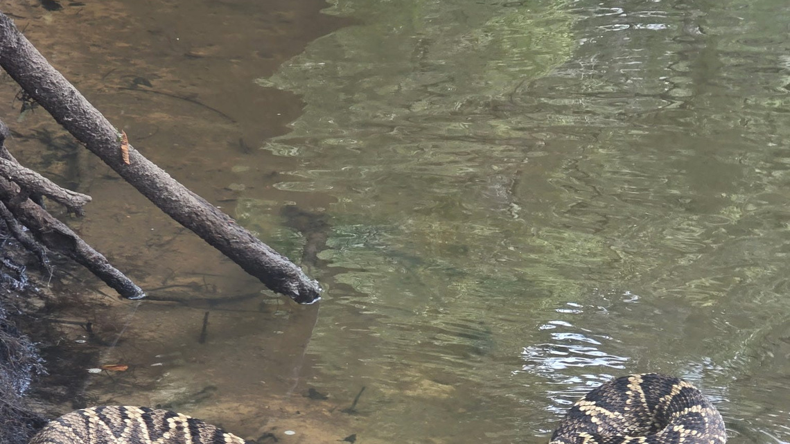 World Atlas flags Alabama Gulf Coast for these two venomous snakes 