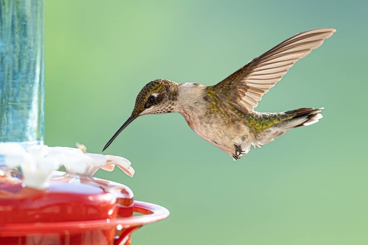  If birds are ignoring your feeder, the problem may be the habitat around it.