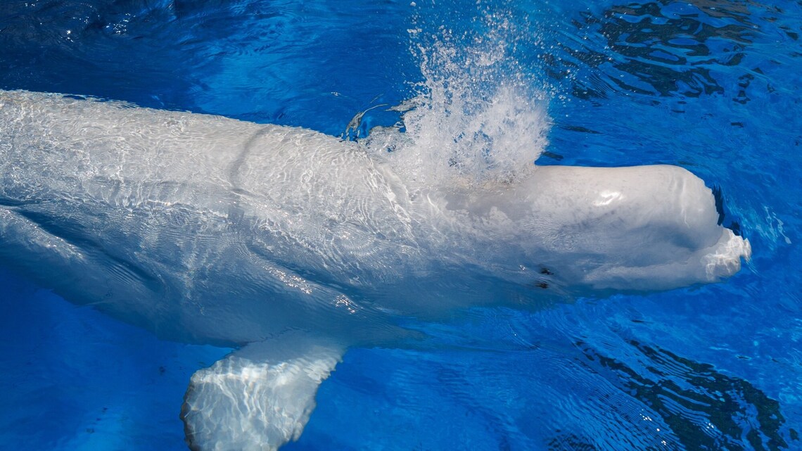 Rescued beluga whales from shuttered Marineland arrive safely at SeaWorld San Diego 