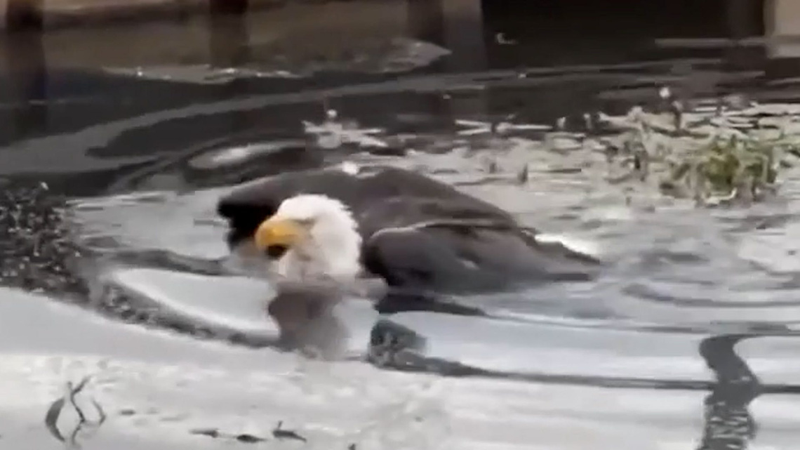 Video shows Jackie engage in brutal brawl with 2 other bald eagles 