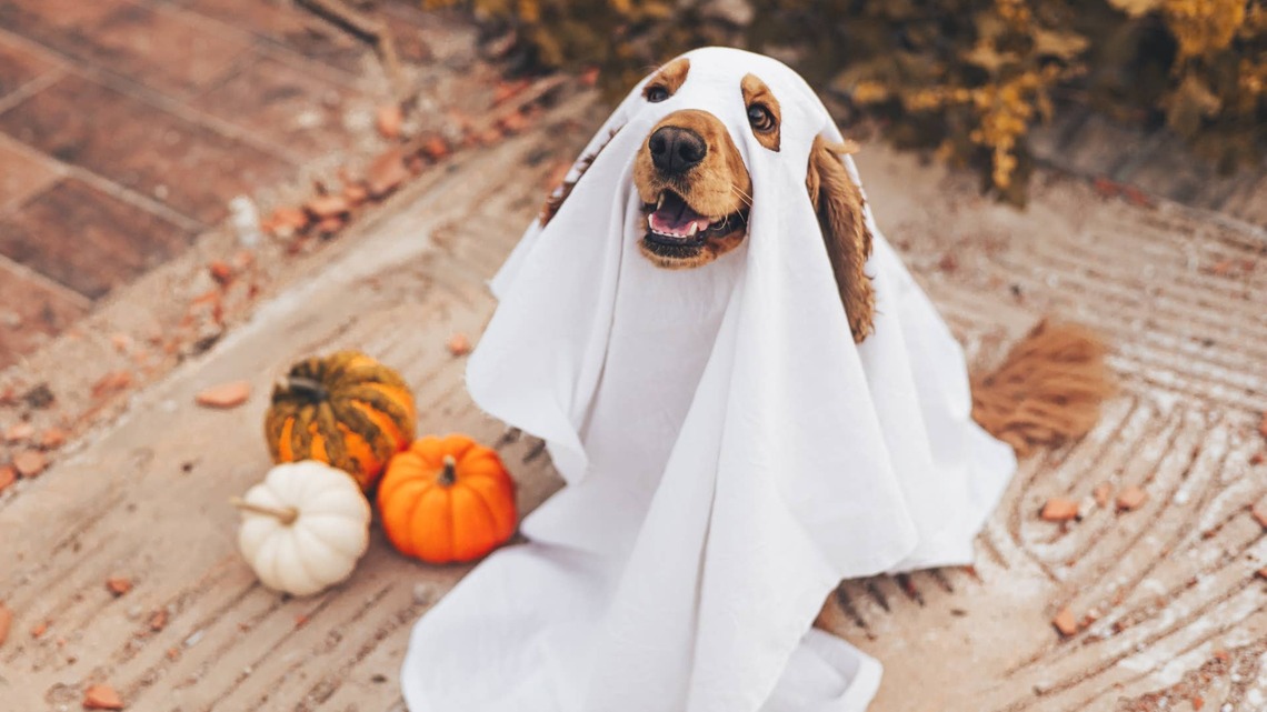 These Are the Top 10 Dog Halloween Costumes of 2026, and the Most Popular One Is Not What You'd Expect 