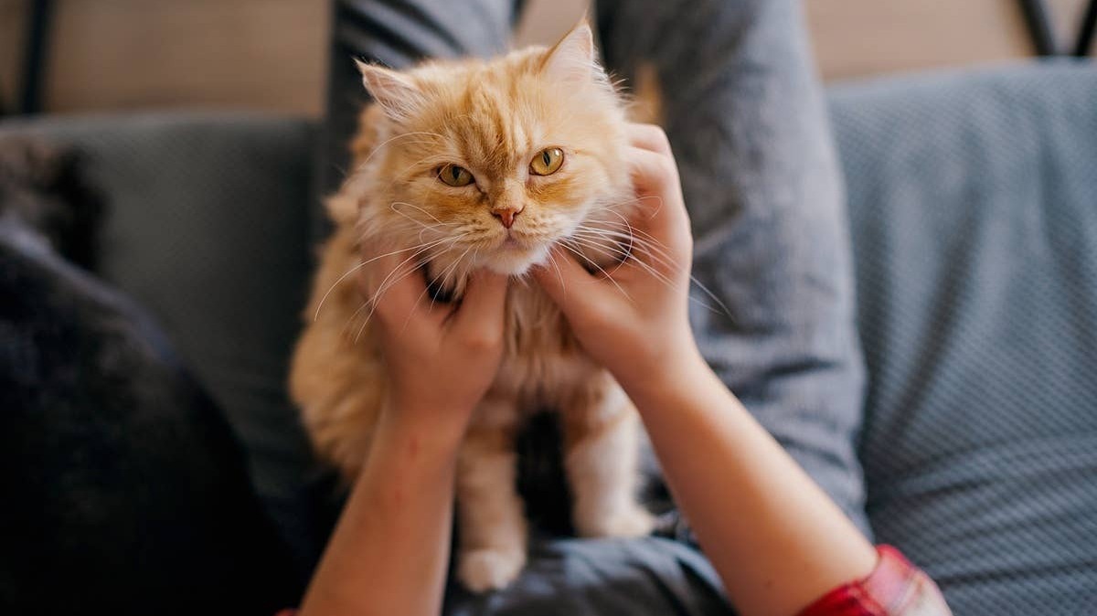 Cats can be sutle about their emotions. 