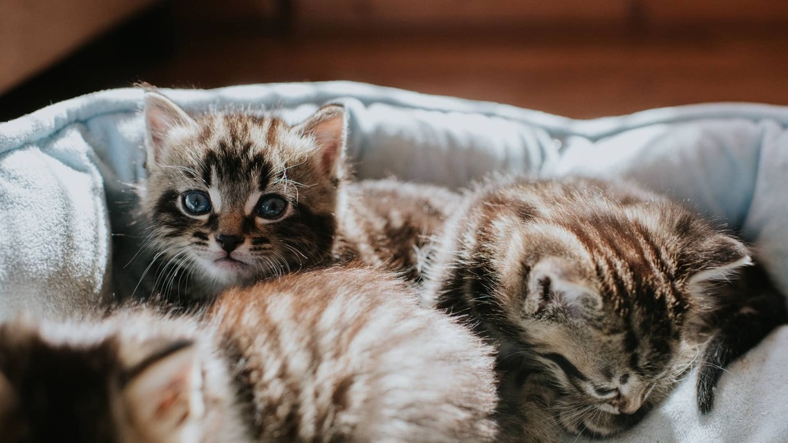 This Cat Mom Started With 2 Kittens, and It Quickly Spiraled Out of Control 