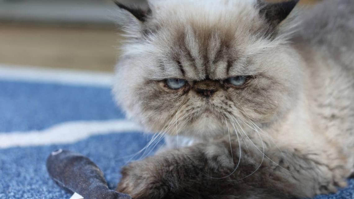 Persian Cat With 'Human Face' Sounds Like a Chicken When Going Down Stairs 