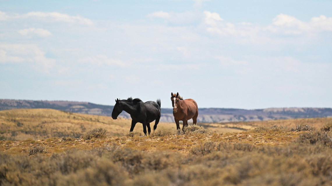 As feds remove hundreds of wild horses from Colorado, state leaders decry ‘inhumane' helicopter roundups 