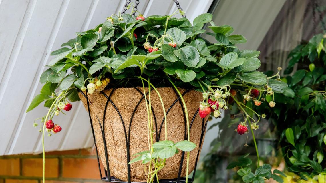 Costco Just Brought Back the Sweetest Strawberry Plants for Spring