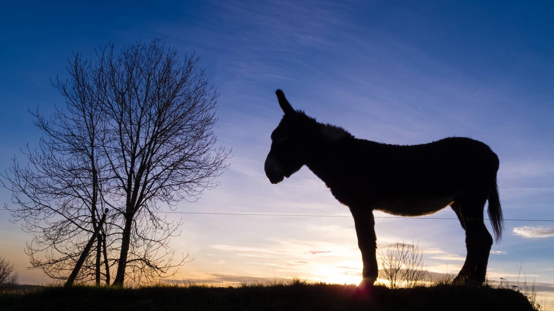 Dad Forgets to Put Donkey to Bed, So He Rings the Doorbell