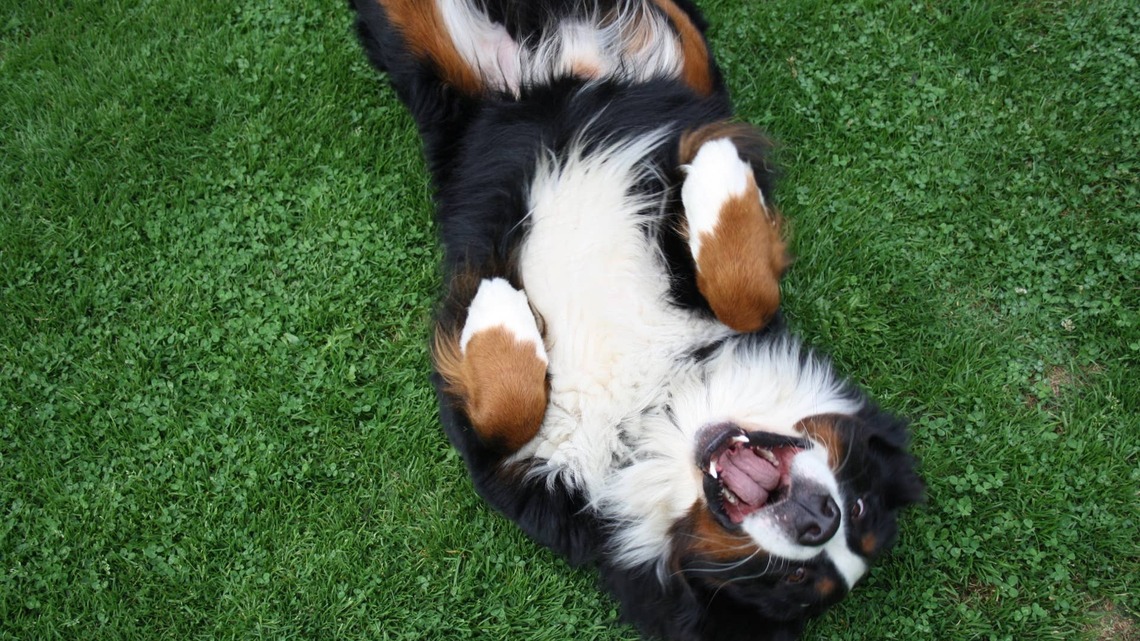 ‘Lazy' Bernese Mountain Dog's Clever Stairs Technique Is Honestly Genius 