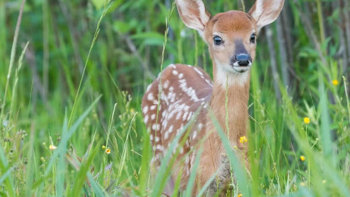Bronx Zoo's Playful Baby Nyala Is a Must-See
