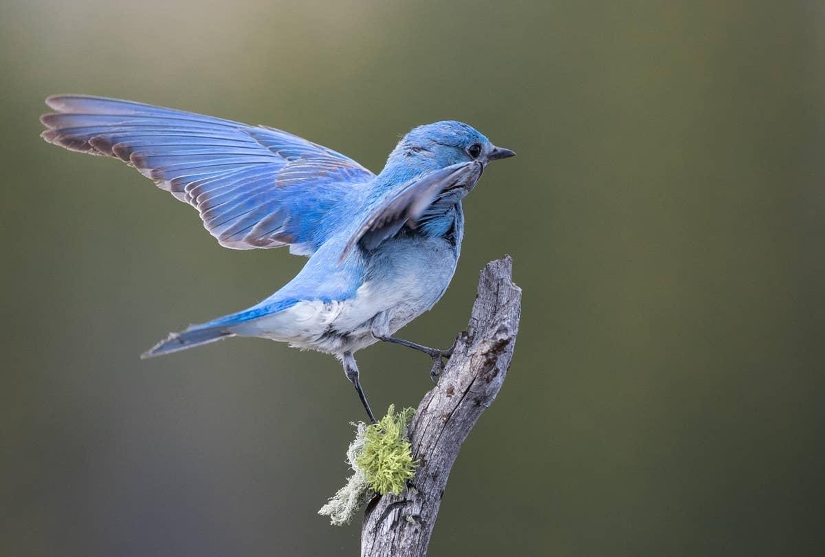  A Mountain Bluebird landing in someone's yard.