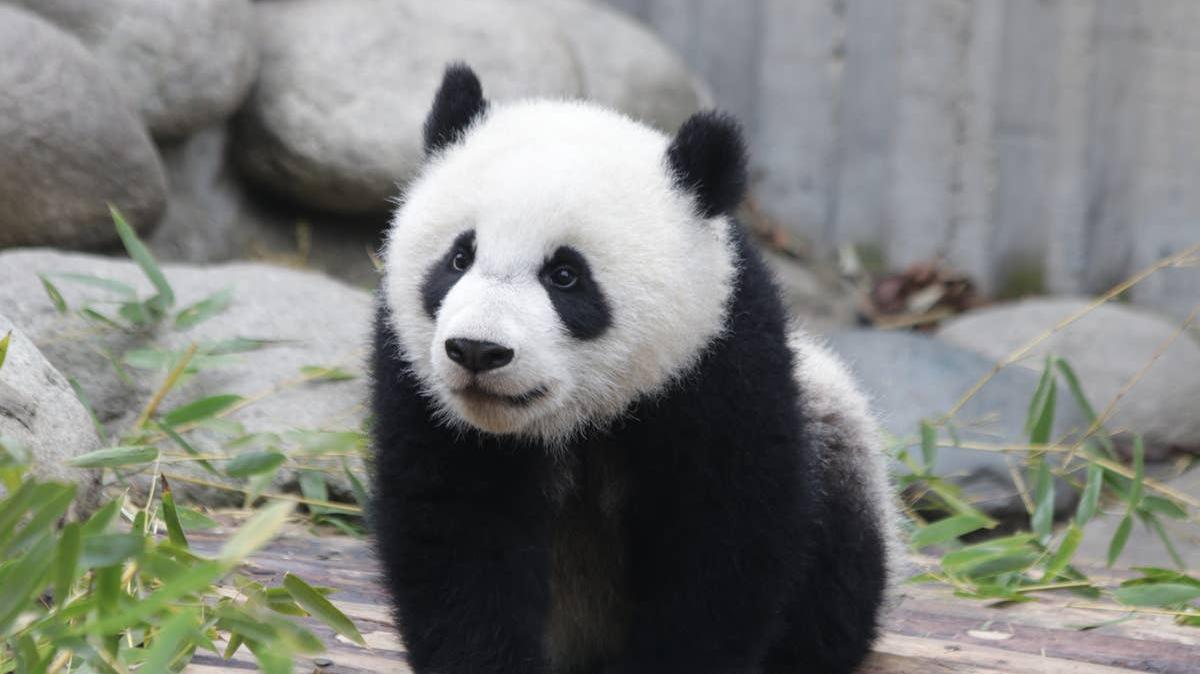 A close-up of a panda cub. 