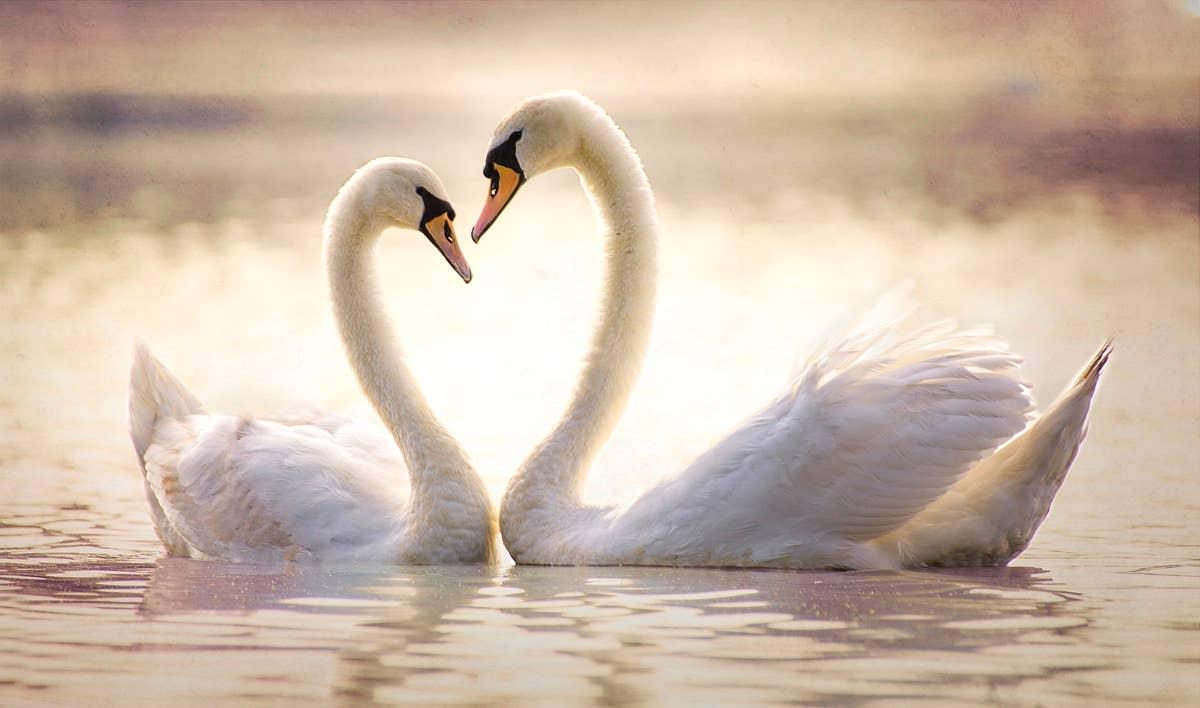  Two gentle swans that have Pisces and Aries traits.