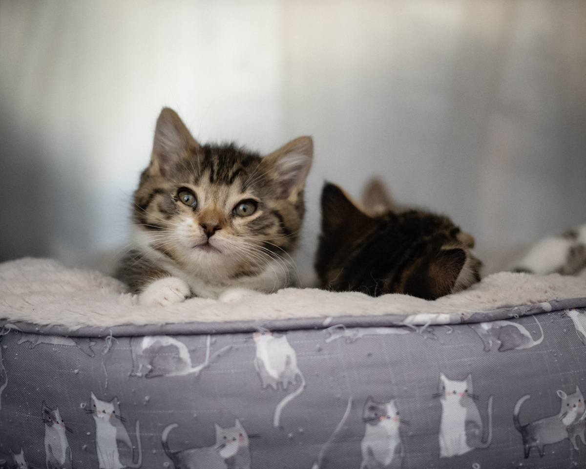 Three different litters of kittens and their mothers at the Rome Humane Society explore the big world on Thursday, May 7, 2026. With the influx of kittens being born, local shelters are being strained. Many are either close to or have hit full capacity, which calls for a need for foster families, donations which help with expensive bills for necessary veterinarian care, and general help from the public.