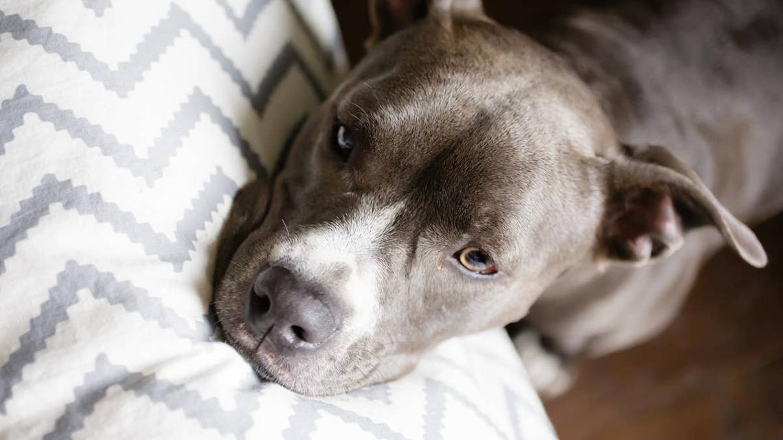 This Sweet Pit Bull Mix Has Spent Almost 500 Days Waiting for Someone to Choose Him 