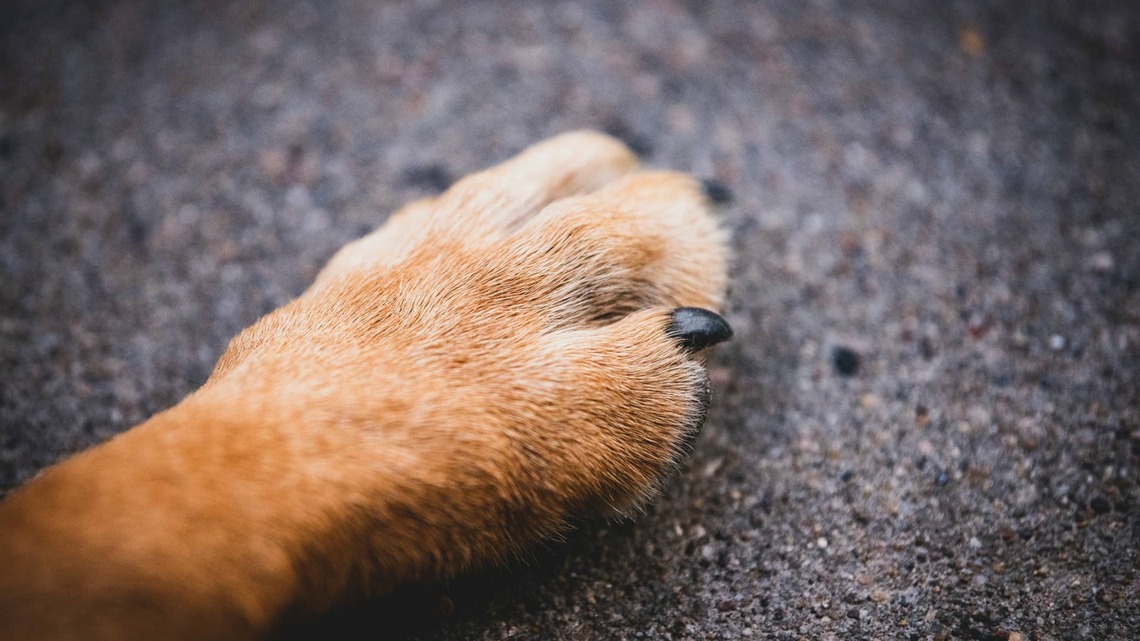Rescue Dog Who Seems to Be Aging Backward Is Being Called ‘Benjamin Button Fur Edition' 