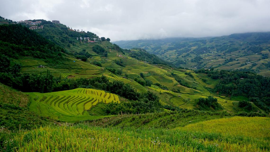 Black and green japonica rice raise blood sugar more slowly than white rice, meaning that their starch is digested more gradually and enters the bloodstream at a slower pace. (Morten Hübbe/dpa/TNS)