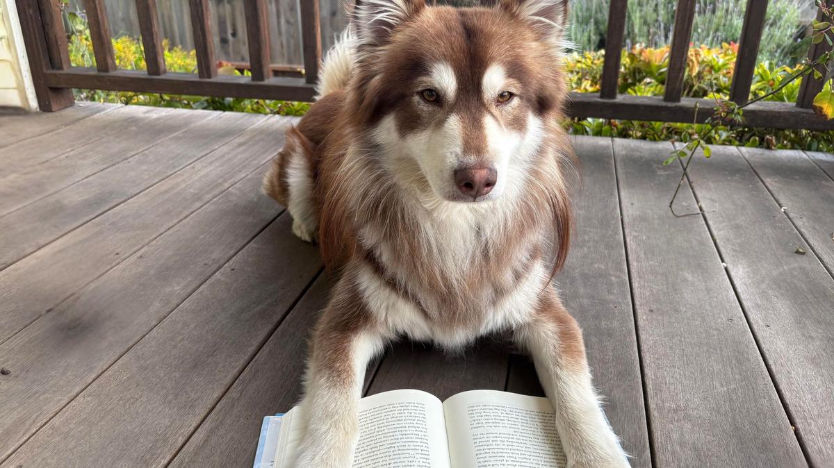 Photo of Nacho, a 2-year-old husky mix, sitting with a book before taking an intelligence test for dogs. 