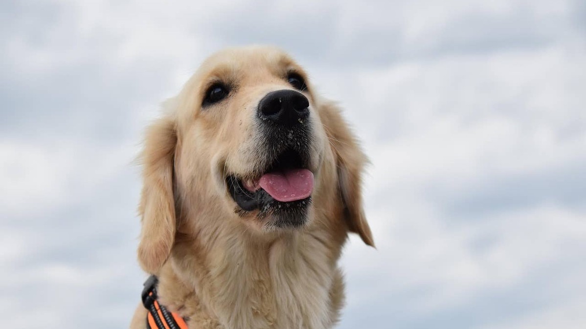 Golden Retriever.