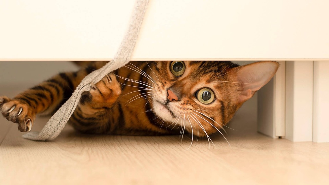 Grumpy Orange Cat's Ongoing Battle With the New Cat Flap Is Comedy Gold 